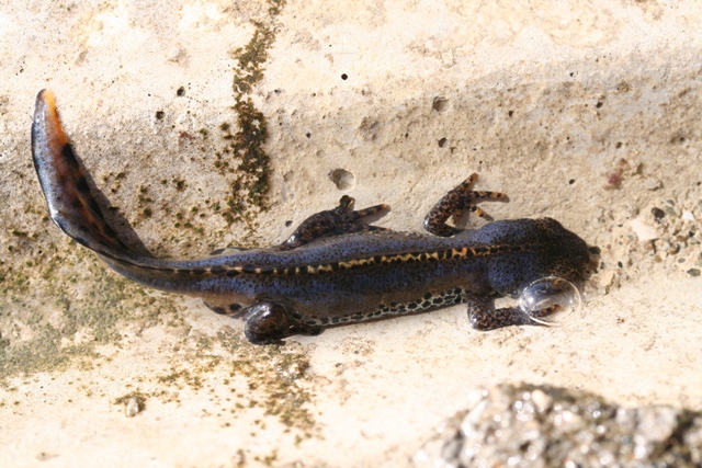 Salamandra pezzata e tritone puntato,crestato,alpino.